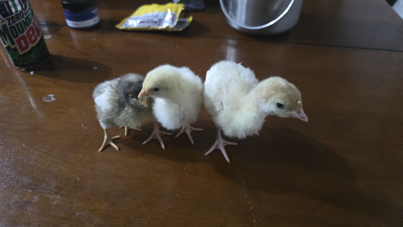 Baby chicks huddled together