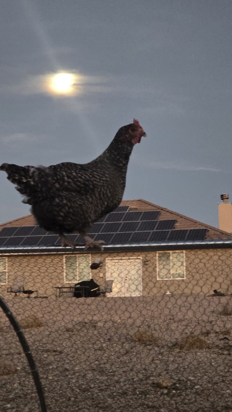 A hen perched on the fence with the moon behind her