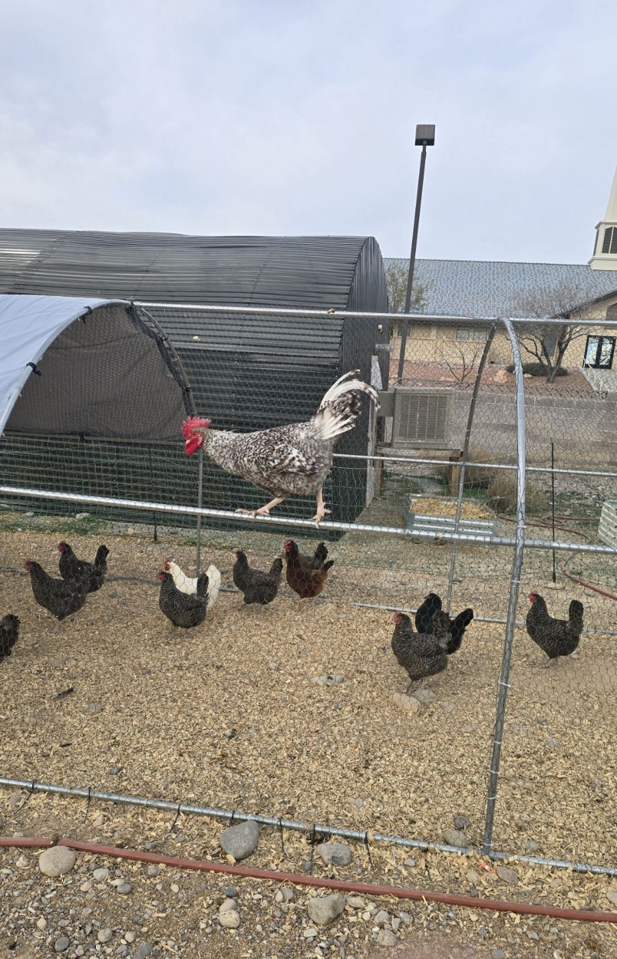 The rooster and hens in the chicken run